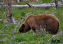 Ursus americanus